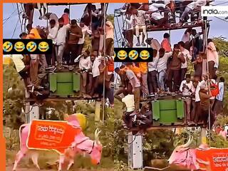 Wild Animal Video: बैल ने मचाया ऐसा आतंक, डर के मारे ट्रांसफॉर्मर पर चढ़ गए गांव वाले | देखें वीडियो