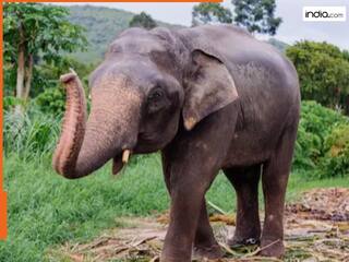 Viral Video: यहां हाथी गजब तरीके से वसूलता है रोड टैक्स, वीडियो देख रह जाएंगे हैरान