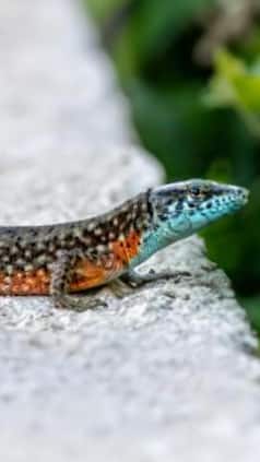 Five stunning images of all-female Whiptail Lizard species in the wild