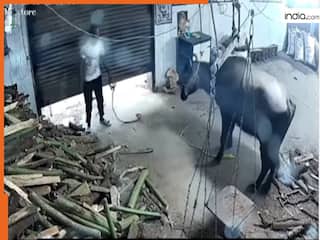 Bhense Ka Video: स्वैग के साथ भैंसा पकड़ने आया शख्स, मगर एक ही टक्कर में नजारे आ गए | देखें वीडियो