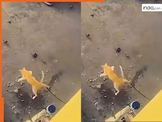 Billi Ka Video: उतर ना सकी तो ऊंची बिल्डिंग से कूद गई बिल्ली, फिर जो हुआ यकीन ना करेंगे | देखें वीडियो