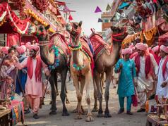 7 Must-Know Secrets About the Vibrant Camel Fair In Bikaner