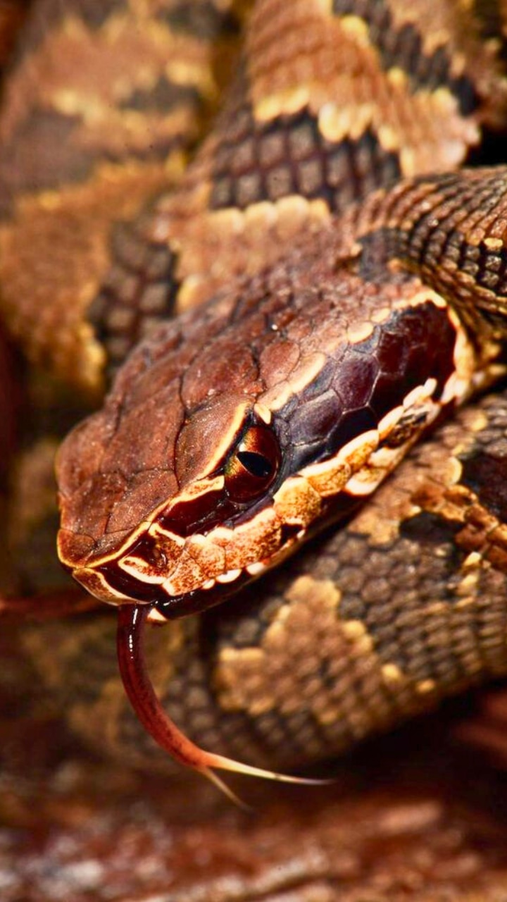 7 fascinating facts about Cottonmouth snakes