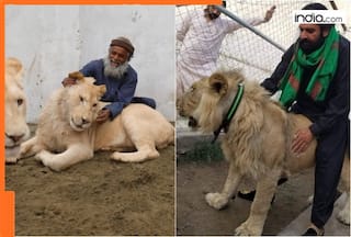 SHOCKING! Pakistani govt allows people to  keep lions, tigers, cheetah as pets by paying Rs...