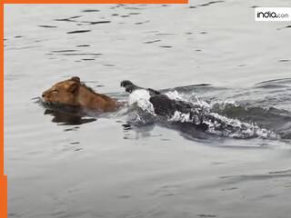 Magarmach Ka Video: पानी में घुसते ही मगरमच्छ की रडार पर आ गई शेरनी, फिर एक झटके में दबोच लिया | देखें वीडियो