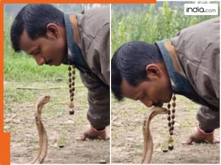 अरे गुरू! शख्स ने जहरीले सांप के माथे पर किया Kiss, फिर आगे जो हुआ वो... । देखें Video