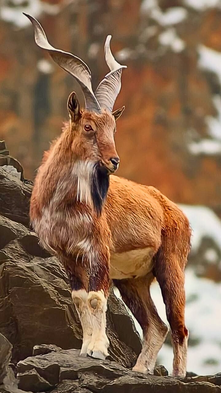 8 exotic animals primarily found in Pakistan