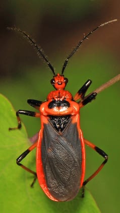 7 deadliest animals in the world