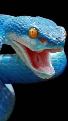 7 most colourful snakes in the world