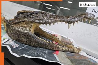 Bizarre! Canadian man arrested at Delhi airport for smuggling crocodile skull