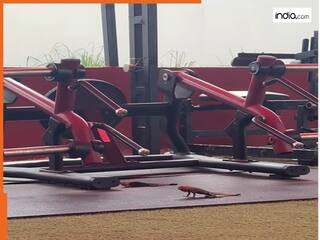 Viral Video: जिम में पुशअप्स करता गिरगिट का इंस्टाग्राम वीडियो वायरल, हंसी रोक पाना होगा मुश्किल | देखें वीडियो