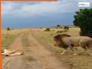 Sher Ka Video: जंगल के राजा को भी बीवी के आगे झुकना पड़ा, सोती शेरनी को जगाने गया था शेर, हो गया कांड | देखें वायरल वीडियो
