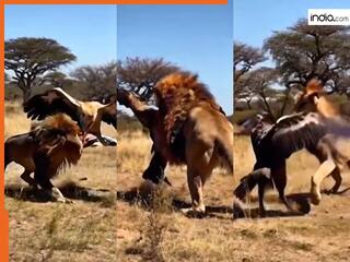 Sher Ka Video: आसमान से उतरते ही बाज पर टूट पड़ा शेर, मगर अंतिम नतीजे ने चौंका दिया | देखें वीडियो