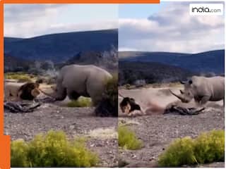 Sher Ka Video: जंगल के राजा शेर और गैंडे के बीच हुई खतरनाक लड़ाई, वीडियो में देखें कौन किसपर पड़ा भारी