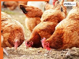 बीमारी से बचाने के लिए किसान ने मुर्गियों को पिला दी शराब, फिर किया 'चमत्कार' होने का दावा