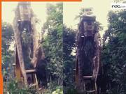Azgar Ka Video: जंगल में दिखा विशालकाय अजगर, उठाने के लिए बुलानी पड़ गई जेसीबी | देखें वीडियो