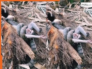 Azgar Ka Video: बंदर को देखते ही रडार पर ले गया अजगर, लपेटकर लगा मरोड़ने | देखें वीडियो