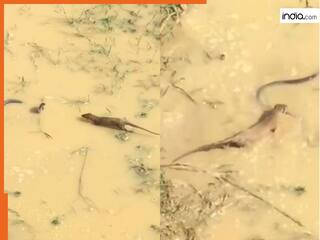 King Cobra Ka Video: शिकार की तलाश में था कोबरा मगर आ गया नेवला, आखिर में जो हुआ हिल जाएंगे | देखें वीडियो