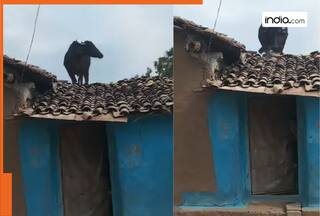 OMG! घर की छत पर खड़ी हो गई भैंस, वायरल वीडियो देख सिर पकड़ लेंगे आप