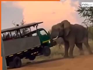 Hathi Ka Video: जंगल में हाथी के रडार पर आ गए टूरिस्ट, फिर जो हुआ आंखें फटी रह जाएंगी | देखें वीडियो