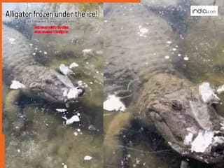'ये मगरमच्छ नहीं अल्टीमेट योद्धा है', बर्फीले पानी में जमे जानवर का Video देख हिल गया इंटरनेट; फिर हुआ कुछ ऐसा