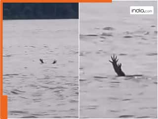 Magarmach Ka Video: एक्टिंग में इंसानों का भी बाप निकला मगरमच्छ, Viral Video देख उड़ जाएंगे आपके होश