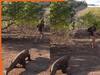 Wild Animal Video: जंगल में लड़के के पीछे ही पड़ गया विचित्र जीव, फिर जो हुआ खुद देख लीजिए | देखें वीडियो