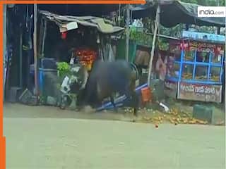 Wild Animal Video: दो सांडों की लड़ाई में लुट गया सब्जी वाला, ऐसा नुकसान हुआ सोच नहीं सकते | देखें वीडियो