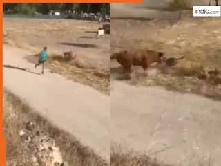 Wild Animal Video: सांड को छेड़ने की गलती कर बैठा शख्स, फिर जो हुआ जिंदगी भर नहीं भूलेगा | देखें वीडियो