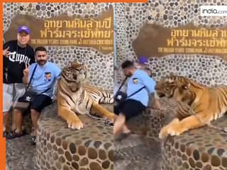 Bagh Ka Video: बाघ के साथ फोटो खिंचाने गए थे लोग, मगर जो हुआ नानी याद आ गई | देखें वीडियो