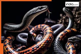 Why are horses injected with snake venom? The reason will surprise you, it produces most powerful...