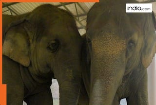 ISKCON Mayapur Elephants to receive lifelong care and support at Vantara