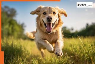 This Indian state has no dog and snake, zero danger of..., the state is...