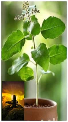 तुलसी के पौधे के पास भूलकर भी नहीं रखनी चाहिए शिवलिंग, जानिए क्यों?