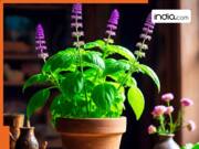 Vastu Tips For Office Table: क्या आप भी ऑफिस डेस्क पर रखते हैं तुलसी का पौधा? जानें शुभ या अशुभ