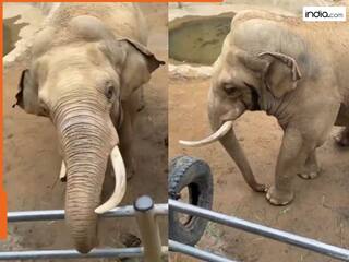 Viral Video: हाथी के बाड़े में गिरा बच्चे का जूता, फिर गजराज ने जो किया नहीं होगा यकीन