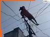 Video: शराब के नशे में पहले  बिजली के पोल पर चढ़ा शख्स, फिर तारों पर सो गया, पूरे इलाके में हड़कंप मच गया, देखिए