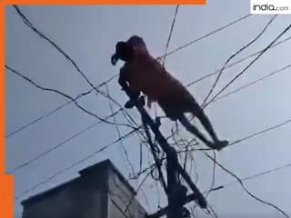 Video: शराब के नशे में पहले  बिजली के पोल पर चढ़ा शख्स, फिर तारों पर सो गया, पूरे इलाके में हड़कंप मच गया, देखिए
