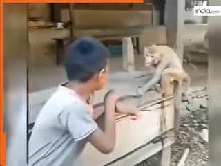 Bandar Ka Video: बंदर से कराटे लड़ने गया था लड़का, मगर जो हुआ बेचारे को नानी याद आ गई | देखें वीडियो