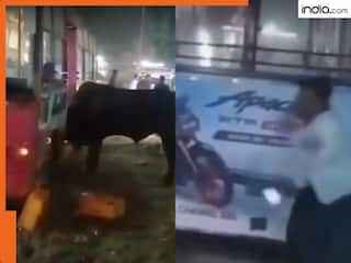 Viral Video: बस में घुस गया सांड, जमकर मचाया उत्पात, खिड़की से कूदकर लोगों ने जान बचाई, देखिए ये हैरान करने वाला वीडियो