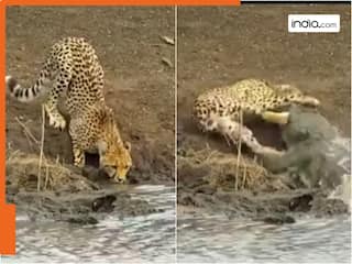 पलक झपकते ही मगरमच्छ ने किया ऐसा हमला, रफ्तार का शहंशाह चीता भी हैरान; चौंका देगा जंगल का ये Video