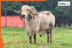 This 8-Foot long Gir cow is a JACKPOT for its owner, can produce 20 liters of milk everyday, cost Rs..., available in...
