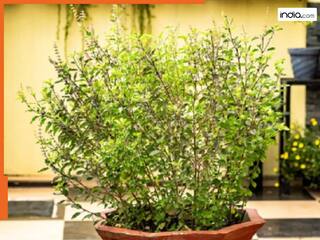 Guruwar Ke Upay: तुलसी का यह जादुई उपाय आर्थिक तंगी से दिलाएगा छुटकारा, घर में आएगी सुख-समृद्धि