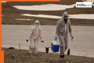 H5N1 virus detected in THIS state, shops selling meat, chicken and eggs shut, normalcy expected to return after...