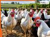 'सभी मुर्गियों को मार दो', इस राज्य सरकार ने जारी किया चौंकाने वाला आदेश, जानिए वजह