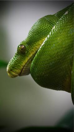 7 largest snakes in the world