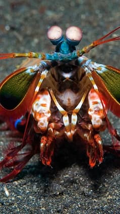7 animals that look like fantasy creatures
