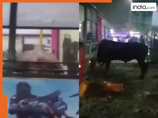 Viral Video: फोन चलाने में बिजी थे यात्री, तभी अचानक बस में घुसा सांड फिर जो हुआ... देखें वीडियो