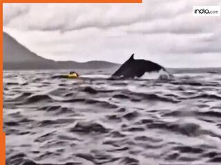 Whale Ka Video: समुद्र में देखते ही शख्स को निगल गई व्हेल मछली, फिर अगले ही पल दिखा कुदरत का करिश्मा | देखें वीडियो