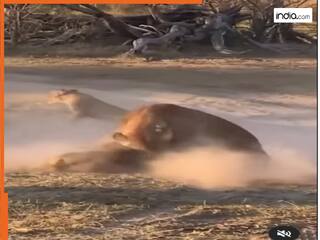 Sherni Ka Video: जंगली कुत्तों ने शेरनी और उसके बच्चे पर किया हमला, दिल दहला देगा वायरल वीडियो